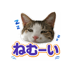 Everyday Stickers with Maru
