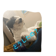 Tennsaiharutosama_20260222205218