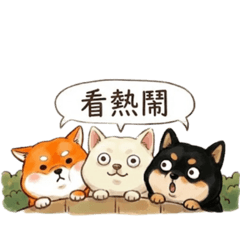 呆萌三柴看熱鬧