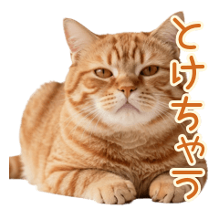 Liquid Orange Tabby Cat