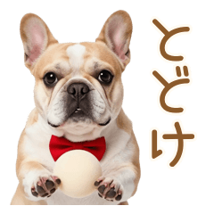 Clumsy French Bulldog's Love