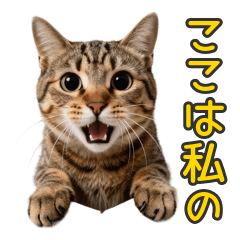 絶対にどかない！段ボール占拠キジトラ