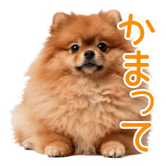 かまって♪もこもこポメラニアンの日常