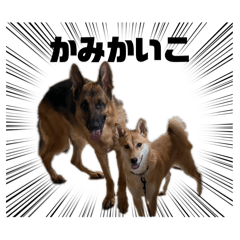 usagi_20260222171502