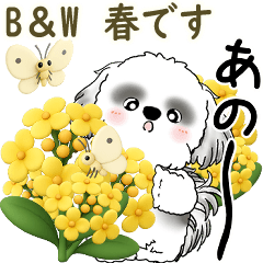 B&W Shih tzu 2026 (Spring)