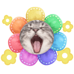 anchovi_20260221170105