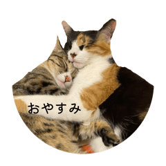 papillon_20260221183720