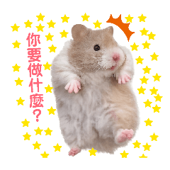 倉鼠黃金鼠波力鼠hamster