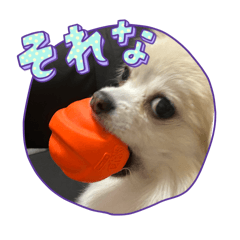 kana_20260223030535