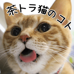 Brown tabby cat Koto