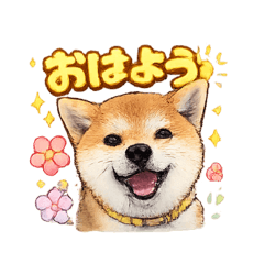Shiba Inu O-chan