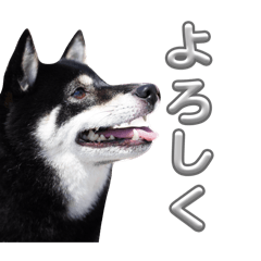 This is Suzu the Shiba Inu.