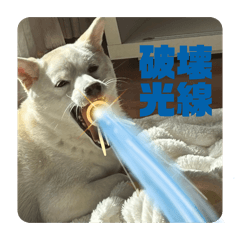 とても可愛いイヌ