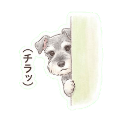 Shu's Daily Life [Miniature Schnauzer]