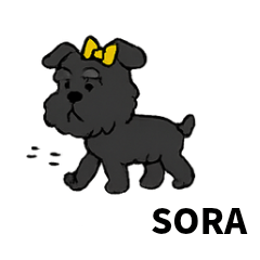 Funny Sora the Schnauzer