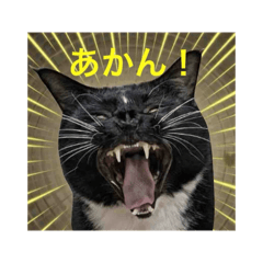 ichi_20260222105608
