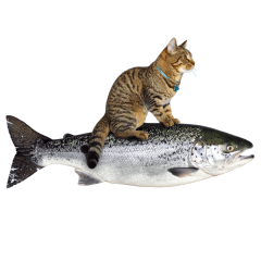 美味貓咪日和！食物與貓