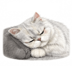 Fluffy Sassy Persian