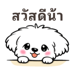 Fluffy White Puppy - Daily Thai