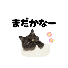 miyamo_20260222213116