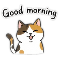 Lovely cats for Everyday