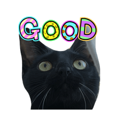 saneai_20260222184554