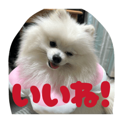 sui.sui._20260222221757