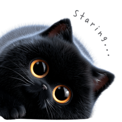 Fluffy Black Cat -Daily English-
