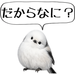 Blunt & Sharp-Tongued Long-Tailed Tit