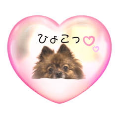 I'm Mugi the Pomeranian (Vol.2)