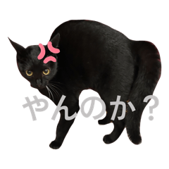 saneai_20260222202618