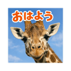 Shino_20260222213414