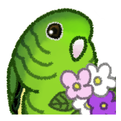 Lineolated Parakeet Normal Green