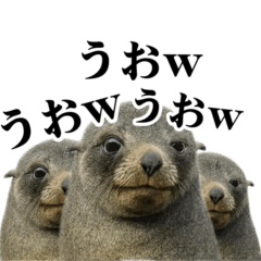 Realistic cynical sea lion