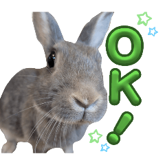 omame_20260223081409