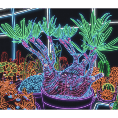 Poecilotheria_20260223003250