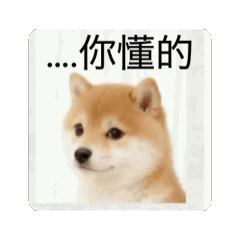 Animated Shiba Daily Reaction Chinese