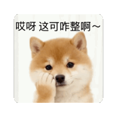 Northeastern Shiba Daily Reactions