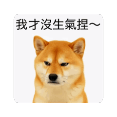 萌系柴柴・日常用語包