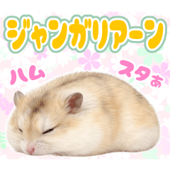 黄色いジャンガリアンハムスターの日常