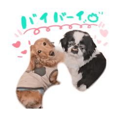 petite plume_20260224084245