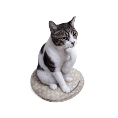 wasabi_20260220195932