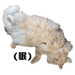 cat5_20260223200504