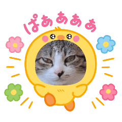 mochiko frs