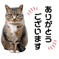地域猫のエトウさん２