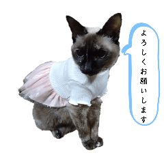 chie_20260223192917