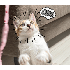 yuaan_20260223221217