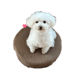 Shion_20260223221603