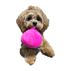 chacha_20260223121301