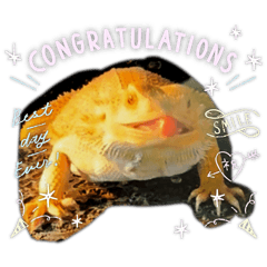 chayu_20260223121428